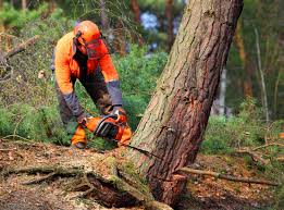 Best Tree Cabling and Bracing  in Charter Oak, CA