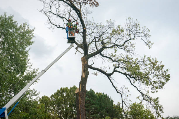 Best Tree Preservation Services  in Charter Oak, CA