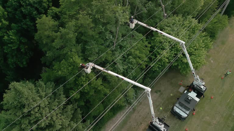 Trusted Charter Oak, CA Tree Care  Experts