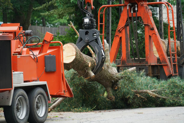 Best Tree Mulching  in Charter Oak, CA