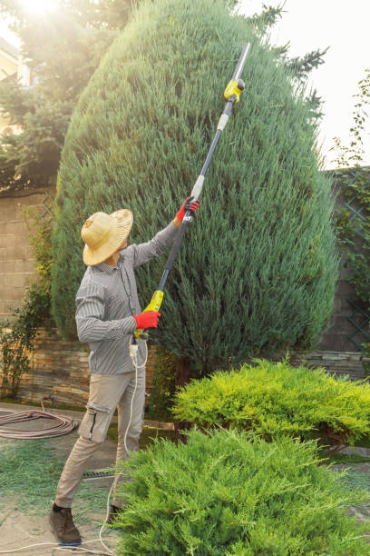 Best Commercial Tree Services  in Charter Oak, CA