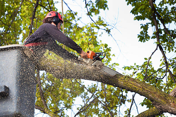 How Our Tree Care Process Works  in  Charter Oak, CA